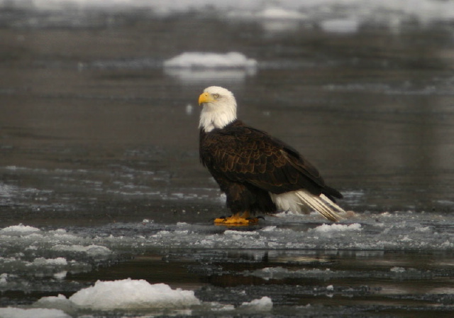 Haliaeetus leucocephalus Accipitridae