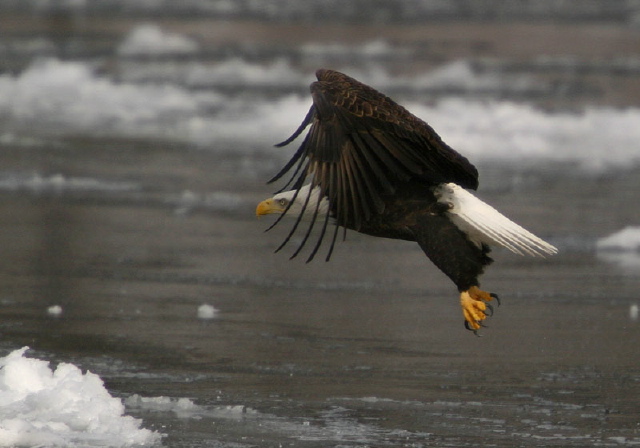 Haliaeetus leucocephalus Accipitridae