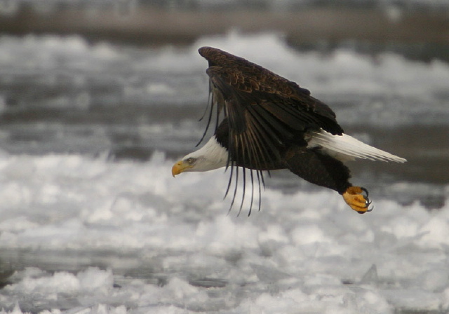 Haliaeetus leucocephalus Accipitridae