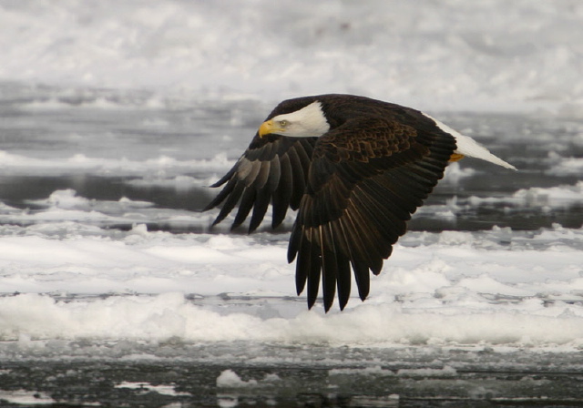 Haliaeetus leucocephalus Accipitridae