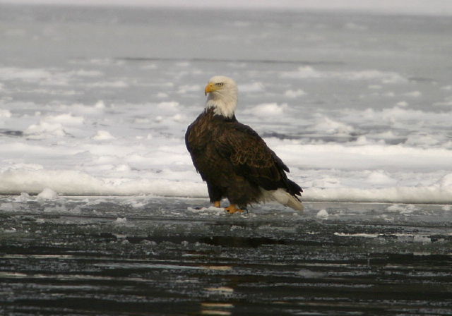 Haliaeetus leucocephalus Accipitridae
