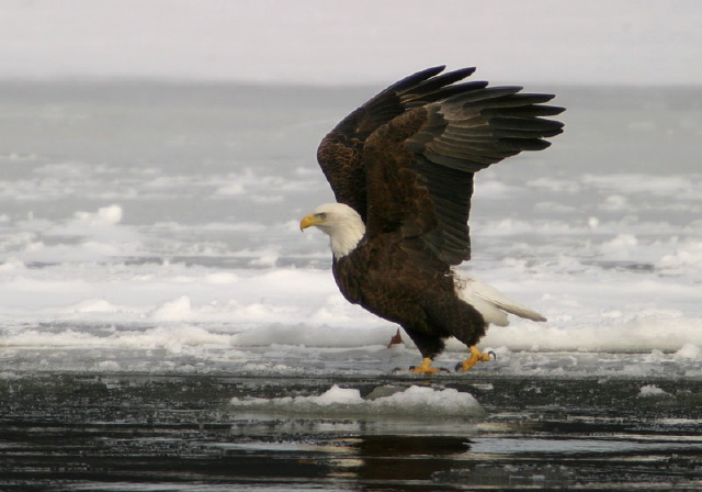 Haliaeetus leucocephalus Accipitridae