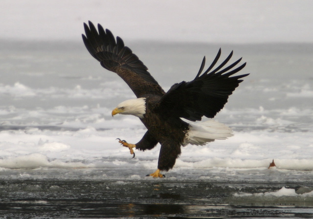 Haliaeetus leucocephalus Accipitridae