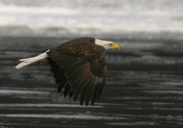Haliaeetus leucocephalus Accipitridae