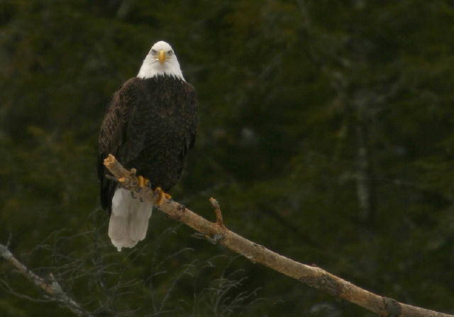 Haliaeetus leucocephalus Accipitridae