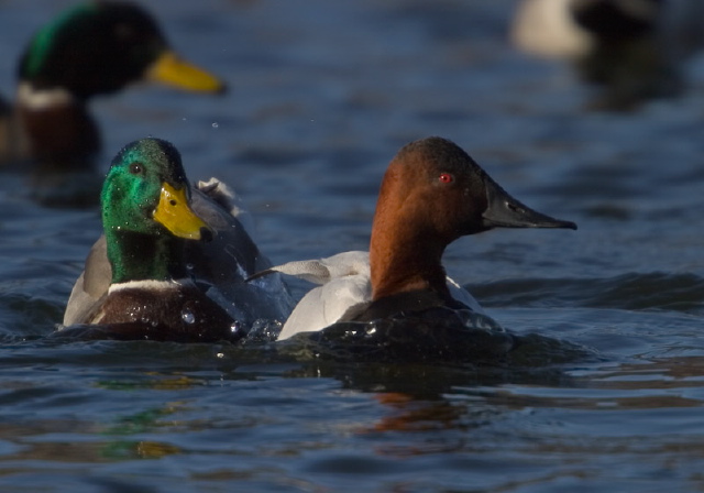 Aythya valisineria Anatidae