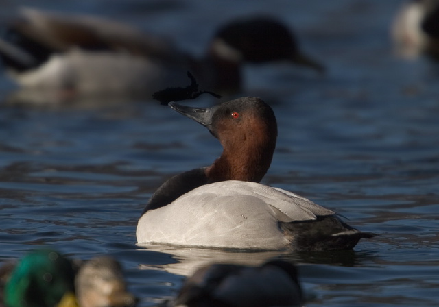 Aythya valisineria Anatidae