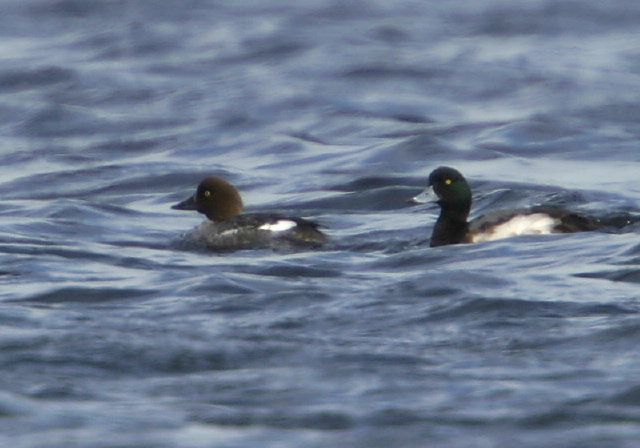 Bucephala clangula Anatidae
