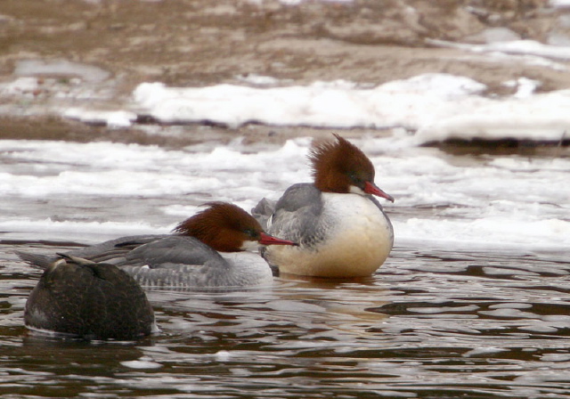 Mergus merganser Anatidae
