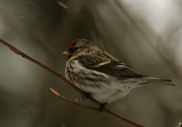 Carduelis flammea Fringillidae
