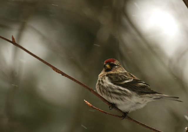 Carduelis flammea Fringillidae