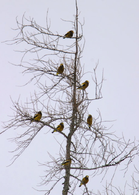 Coccothraustes vespertinus Fringillidae