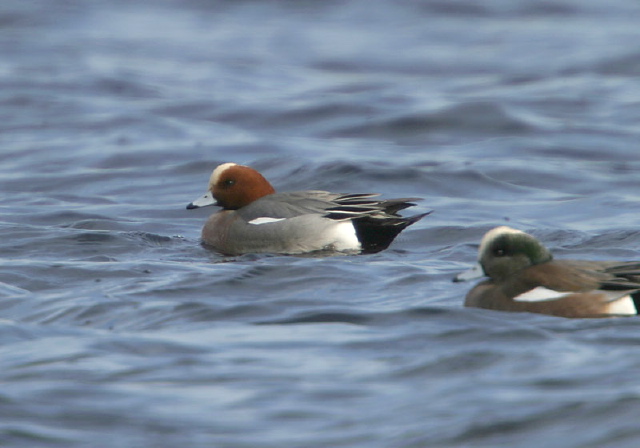 Anas penelope Anatidae