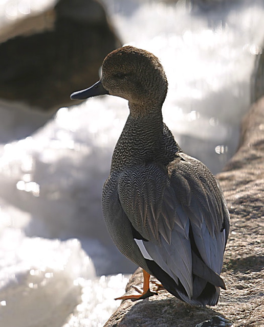 Anas strepera Anatidae