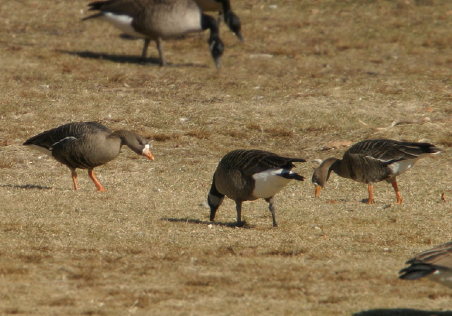 Anser albifrons Anatidae