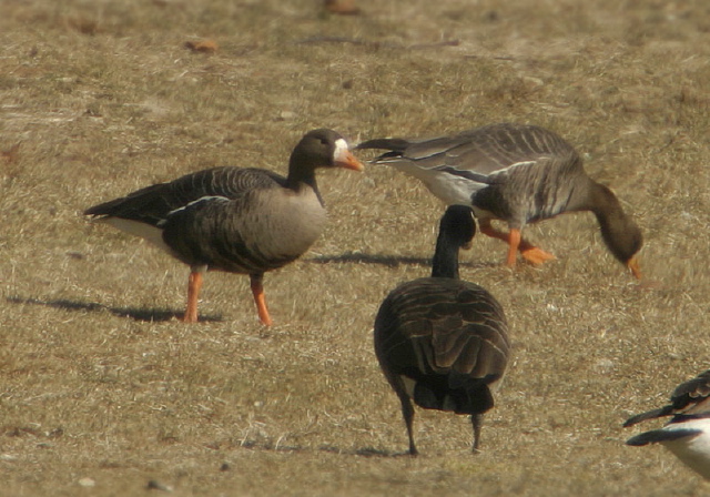 Anser albifrons Anatidae
