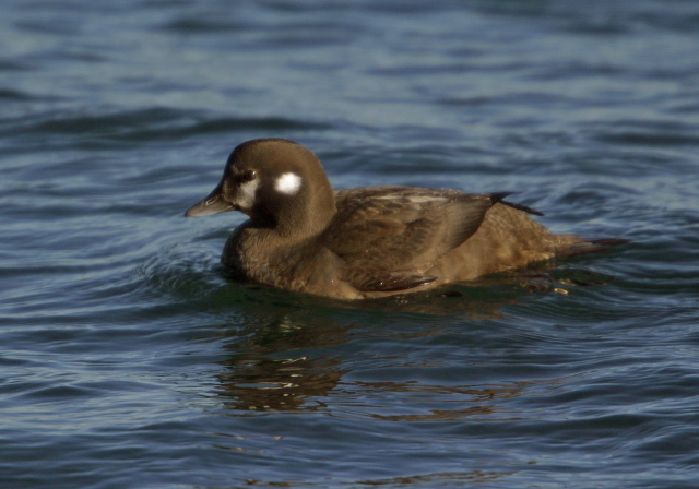 Histrionicus histrionicus Anatidae