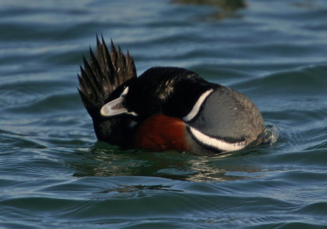 Histrionicus histrionicus Anatidae