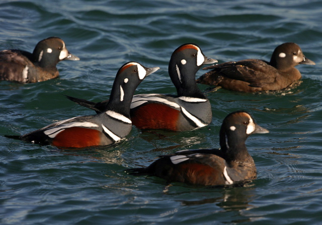 Histrionicus histrionicus Anatidae