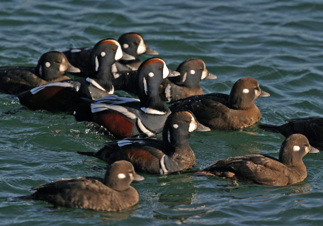 Histrionicus histrionicus Anatidae