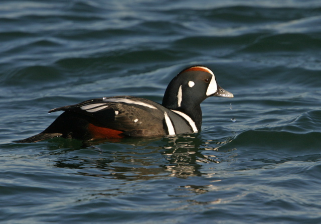 Histrionicus histrionicus Anatidae