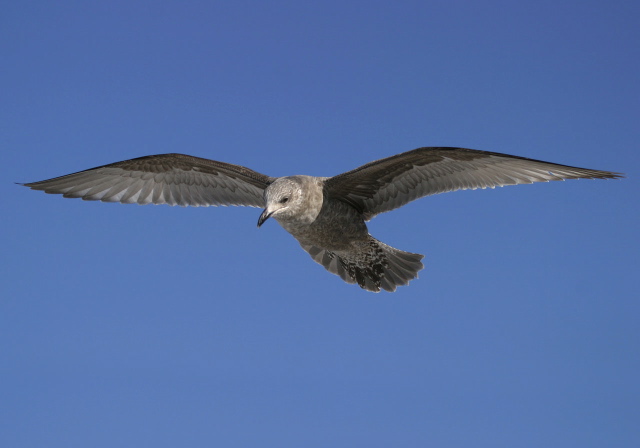 Larus argentatus Laridae