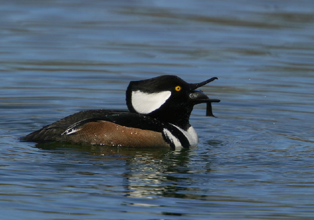 Lophodytes cucullatus Anatidae