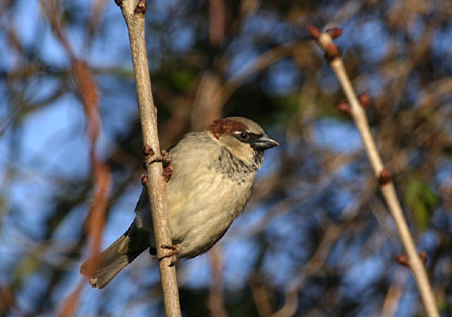 Passer domesticus Passeridae