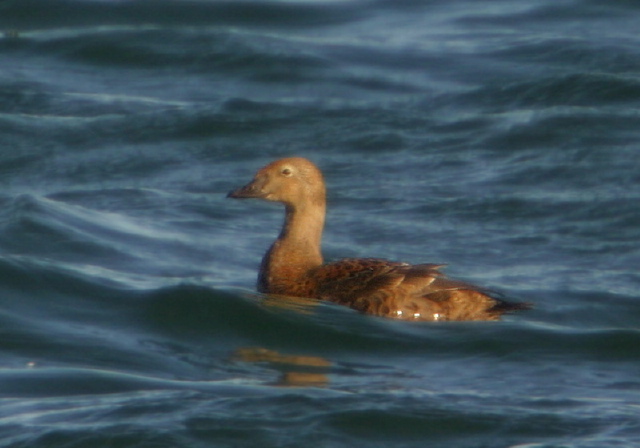 Somateria spectabilis Anatidae