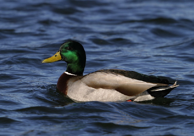 Anas platyrhynchos Anatidae