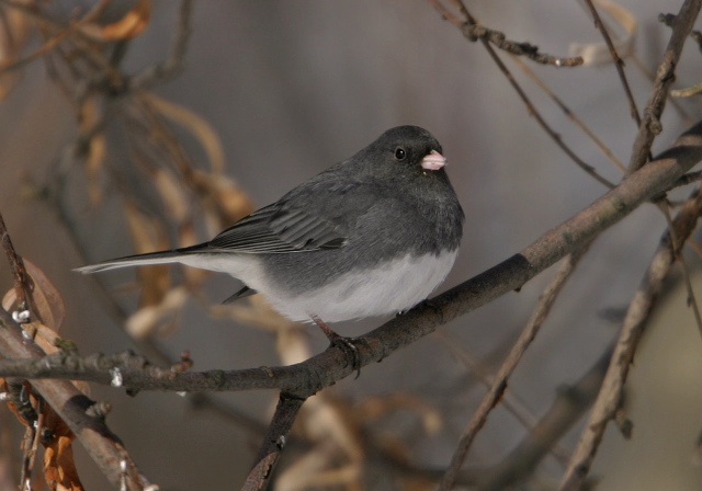 Junco hyemalis Emberizidae