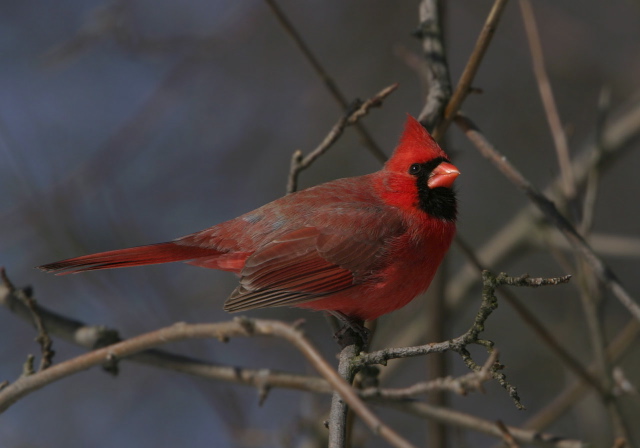 Cardinalis cardinalis Cardinalidae