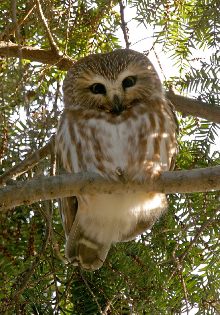 Aegolius acadicus Strigidae