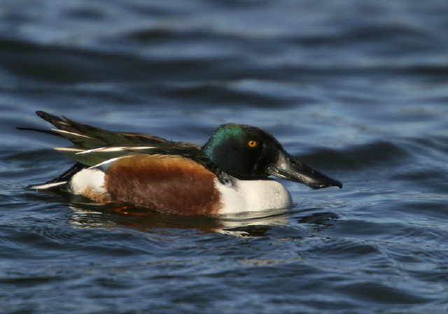 Anas clypeata Anatidae