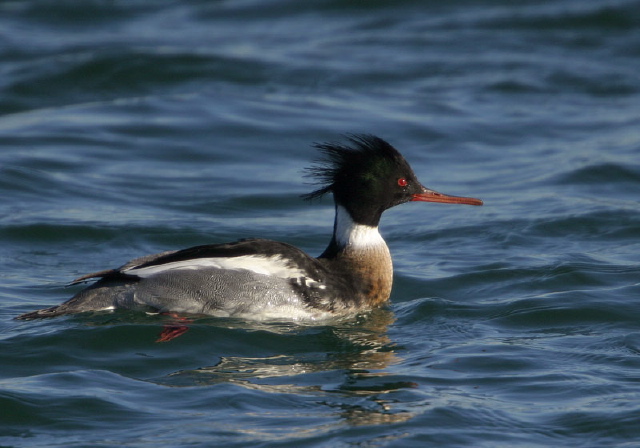 Mergus serrator Anatidae