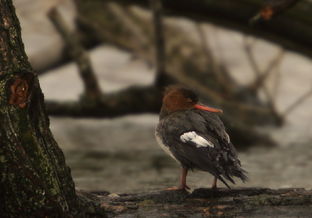 Mergus serrator Anatidae