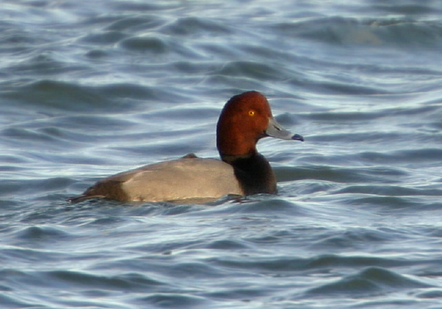 Aythya americana Anatidae