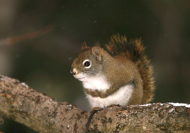 Tamiasciurus hudsonicus Sciuridae