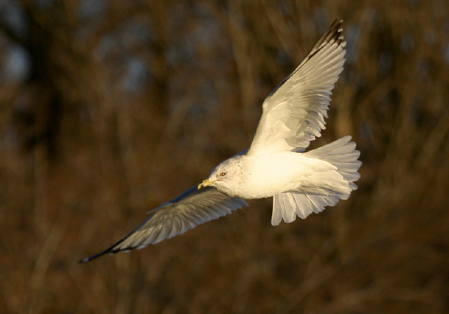 Larus delawarensis Laridae