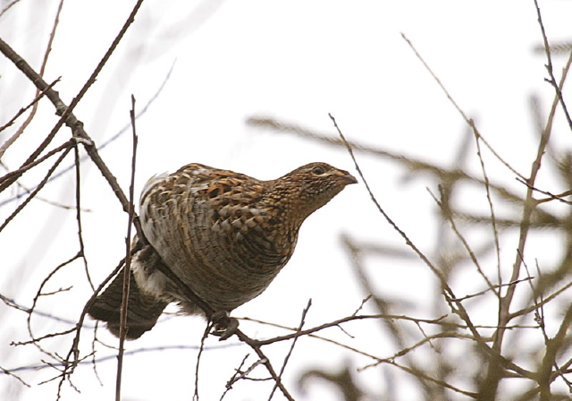 Bonasa umbellus Phasianidae