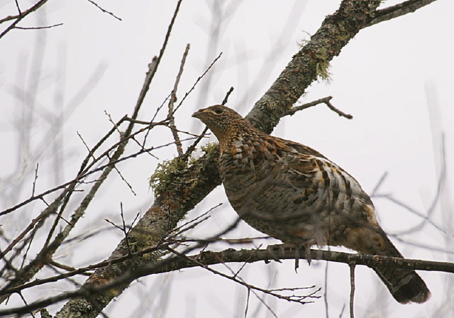 Bonasa umbellus Phasianidae