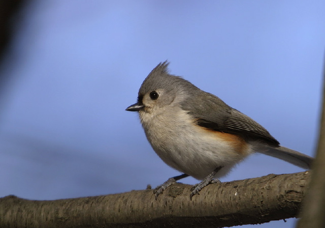 Baeolophus bicolor Paridae