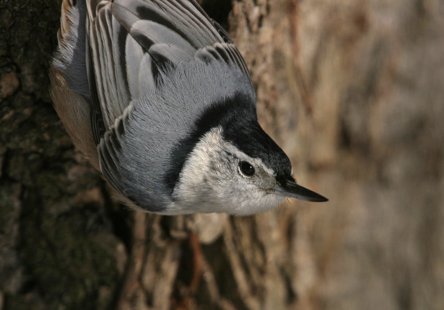 Sitta carolinensis Sittidae