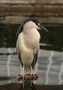 bcnheron762