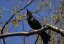 cgrackle300