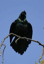 cgrackle307
