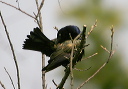 cgrackle799