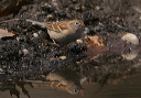 fieldsparrow202