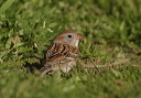 fieldsparrow314