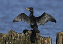 gcormorant9705